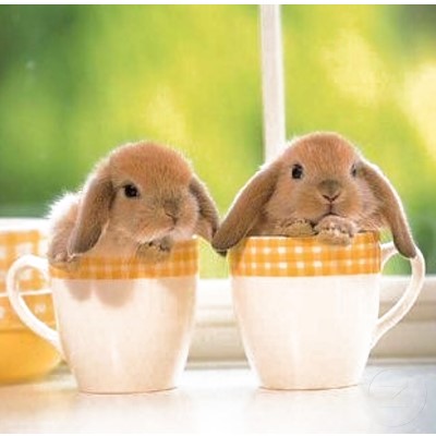 Play  Bunnie on Look At Us  We Re Adorable Baby Bunnies  And We Fit In Teacups  You